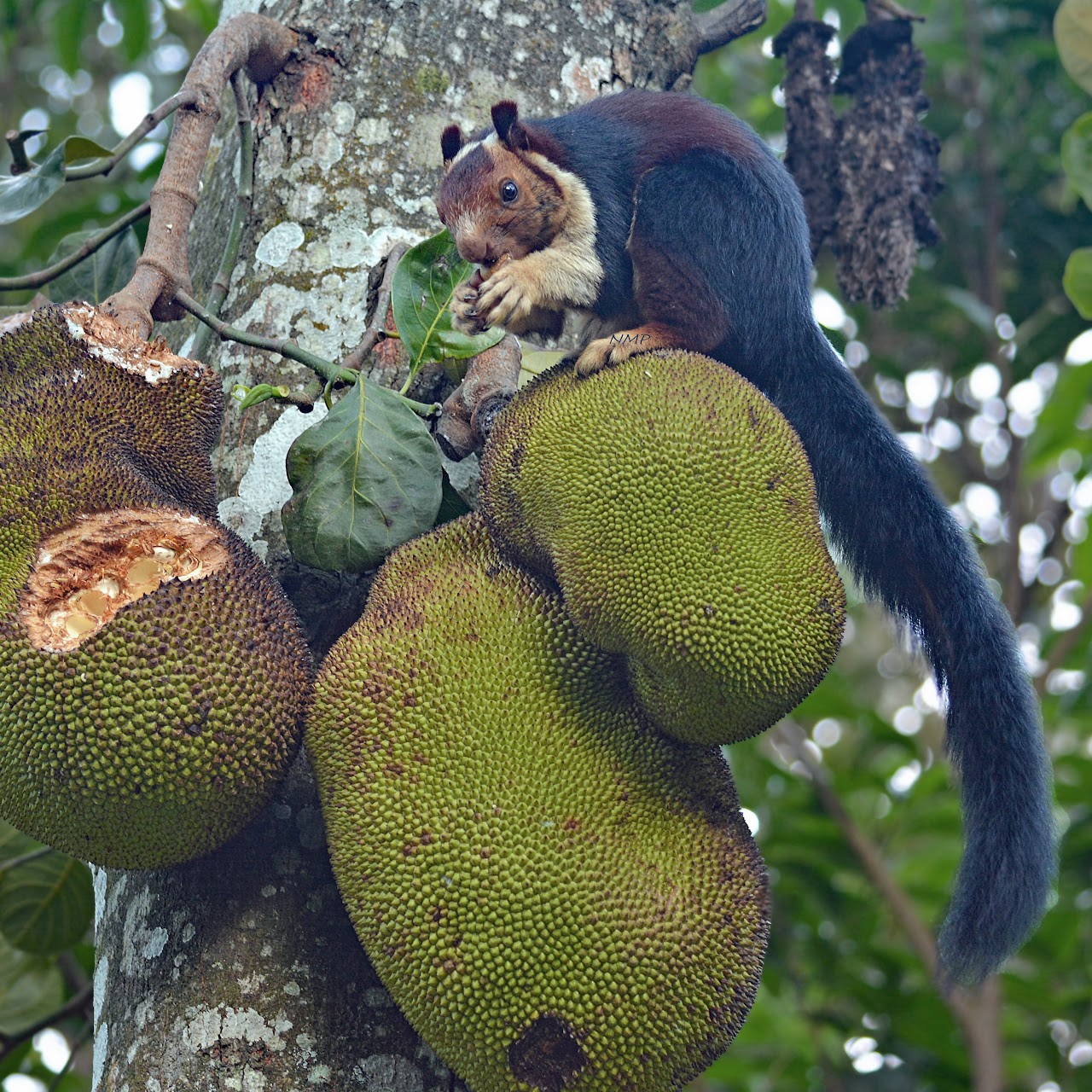 Indian giant squirrel 